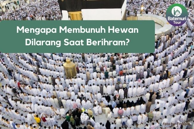 Mengapa Membunuh Hewan Dilarang Saat Berihram?